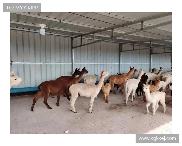 全面解析国际体操裁判规则与评分标准及实战应用深度全方位指南篇 全面解析国际体操裁判规则与评分标准及实战应用深度全方位指南篇